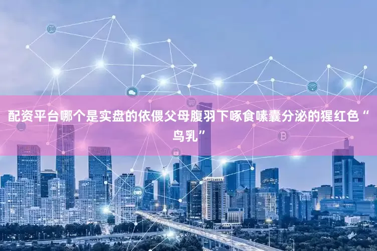 配资平台哪个是实盘的依偎父母腹羽下啄食嗉囊分泌的猩红色“鸟乳”